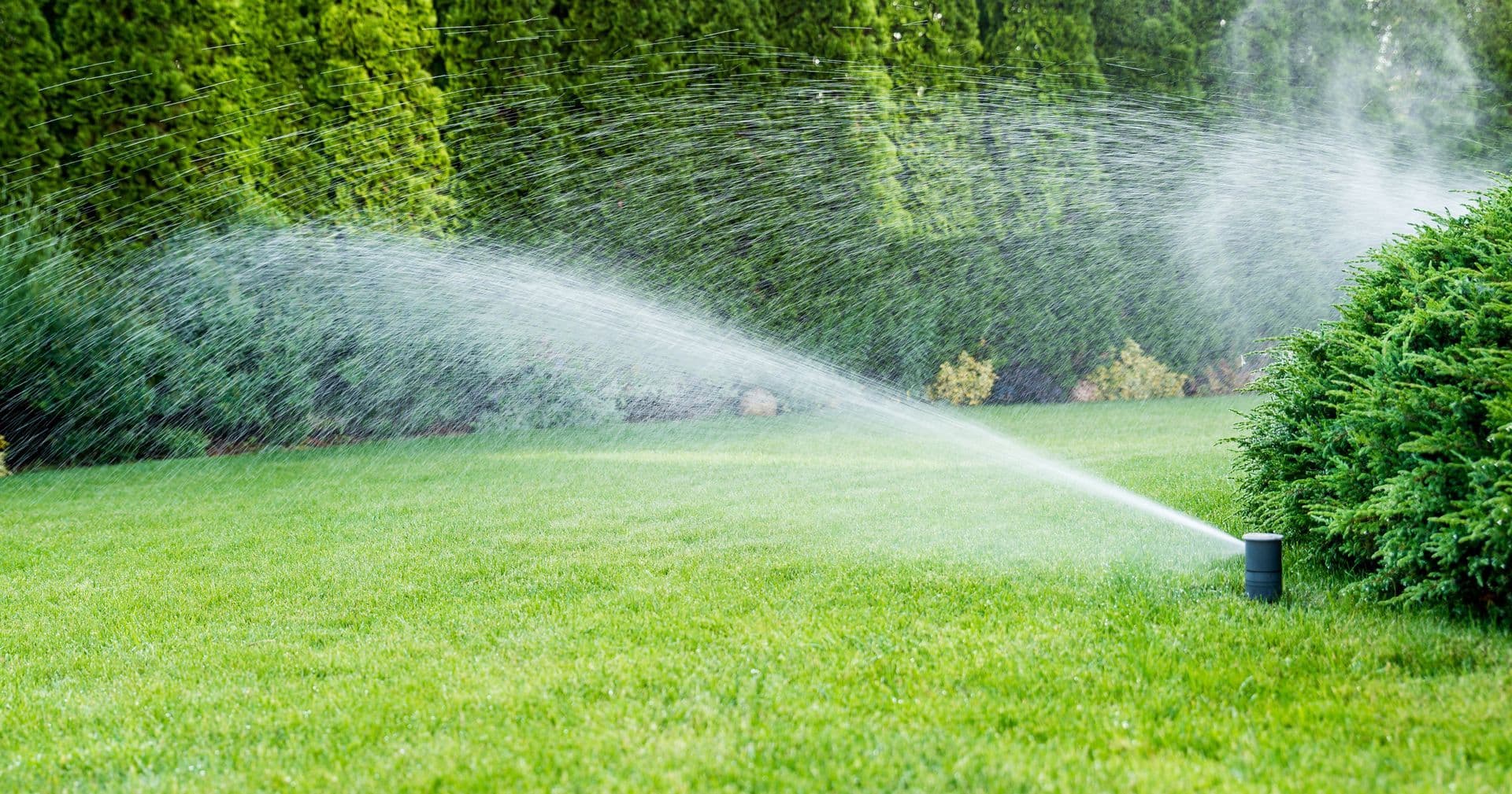 Sprinkler watering a healthy green lawn beside trimmed evergreen shrubs